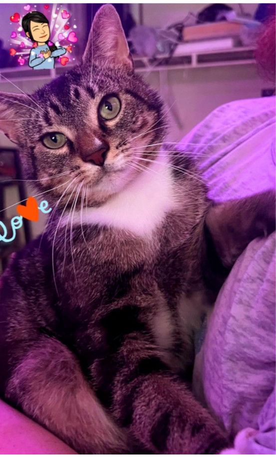 Tommy, an adoptable Tabby in Wendell, NC, 27591 | Photo Image 1