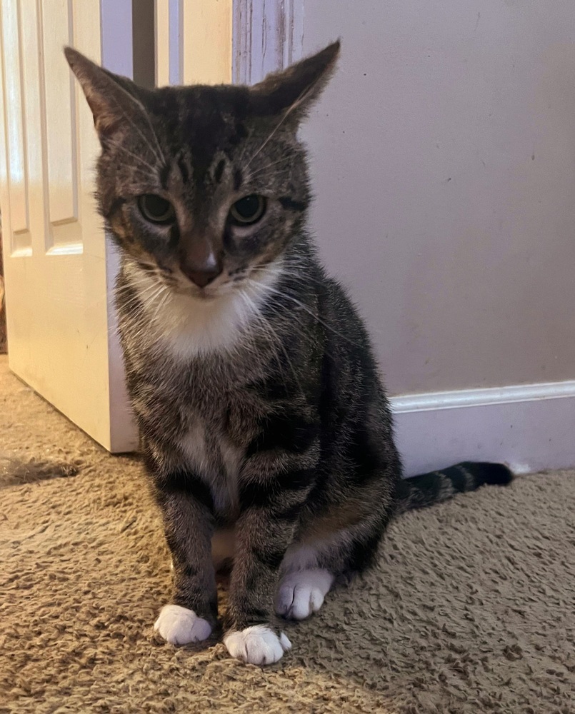 Tommy, an adoptable Tabby in Wendell, NC, 27591 | Photo Image 2