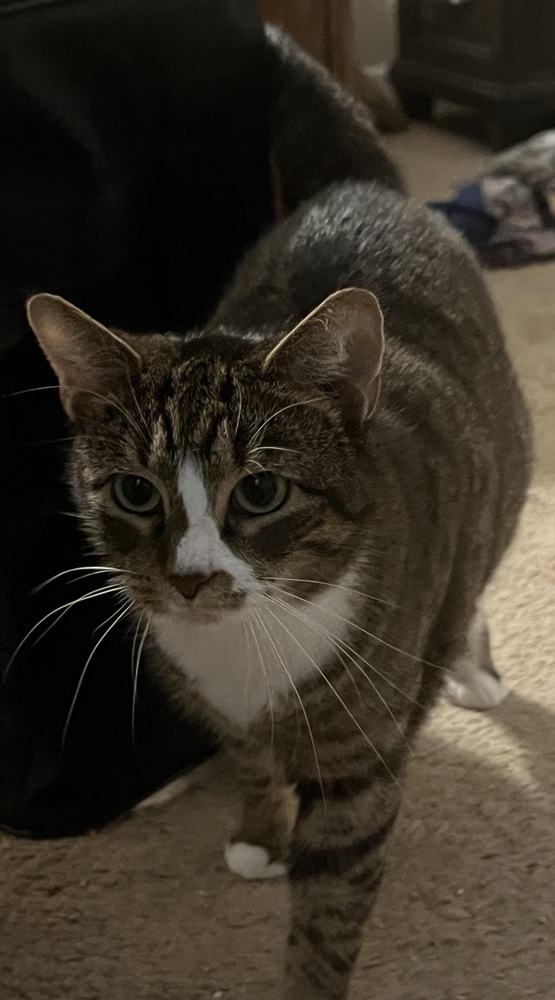 MJ Cat, an adoptable Tabby in Wendell, NC, 27591 | Photo Image 1