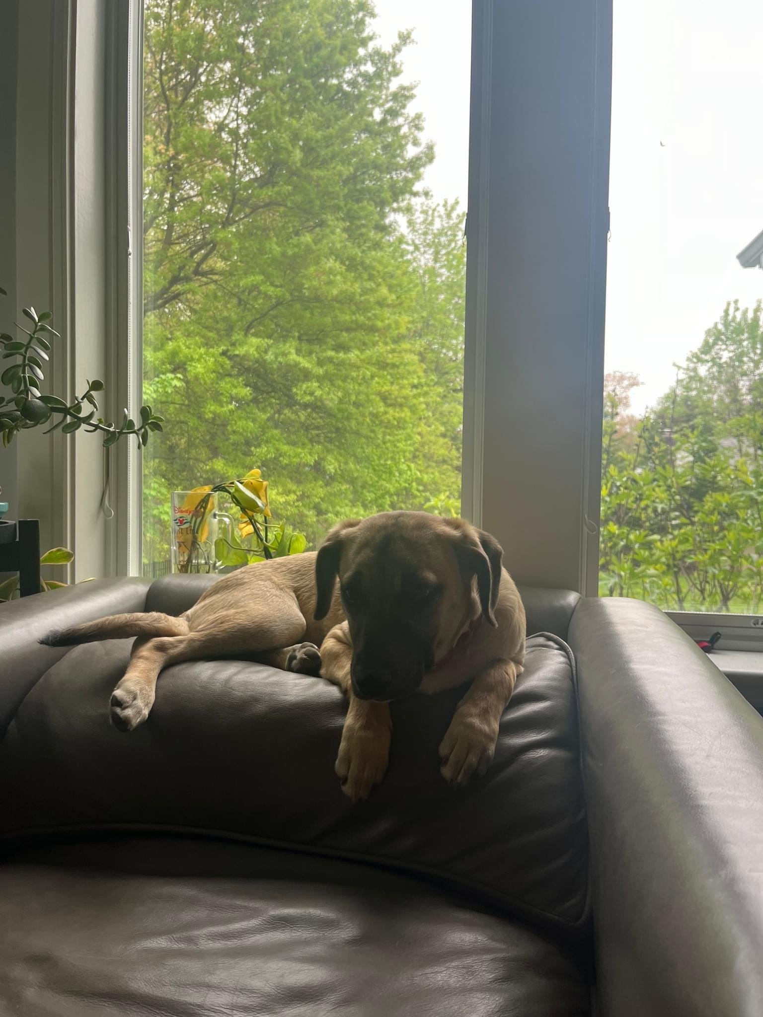 Petfinder Syracuse Ny - nne43g9