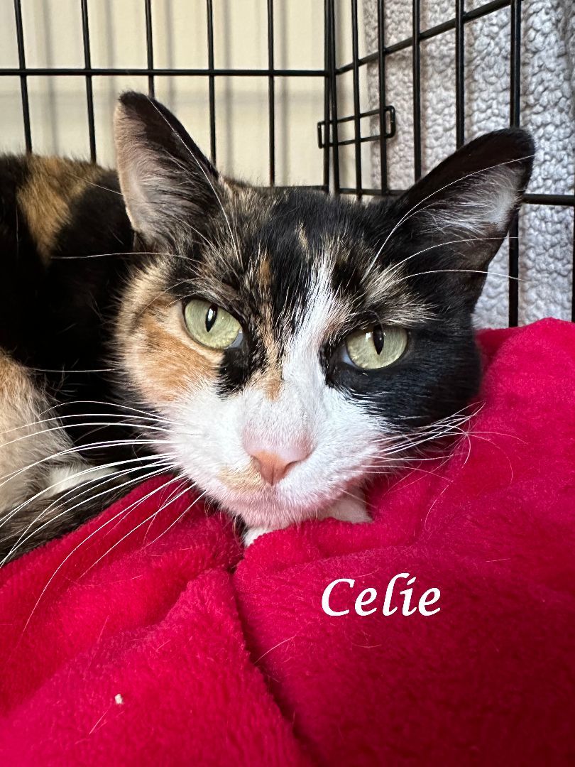 CELIE