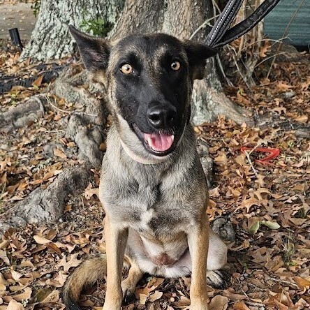 Dog for adoption Gypsy a Belgian Shepherd Malinois German