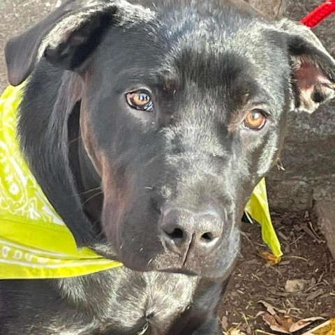Luna, an adoptable Rottweiler in Rockville, MD_image-2
