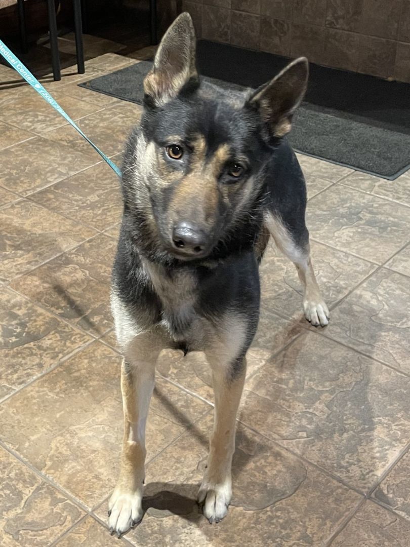 Chevelle, an adoptable German Shepherd Dog, Husky in Kellogg, ID, 83837 | Photo Image 2