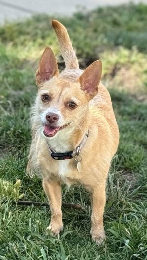 You can fill out an adoption application online on our official websiteMeet Iris the fearful terri