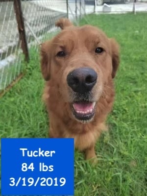 Petfinder best sale golden retriever