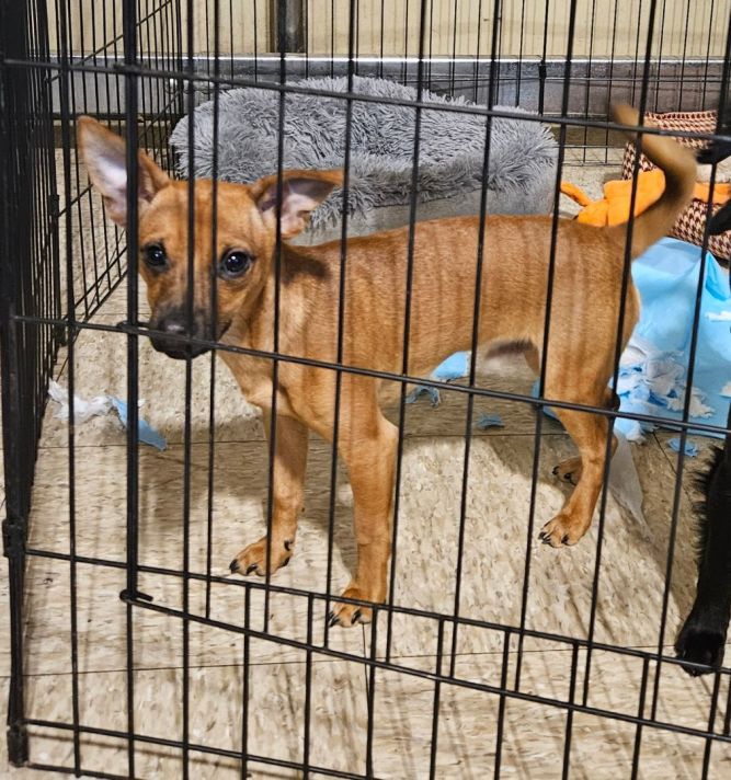 Dog for adoption Scooby a Chihuahua Terrier Mix in Selma CA