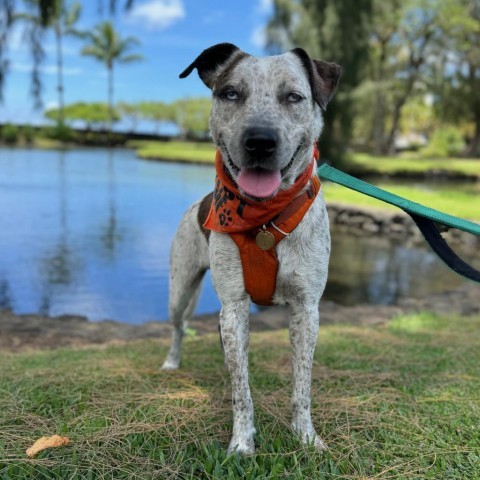 Maverick, an adoptable Mixed Breed in Kailua Kona, HI, 96740 | Photo Image 1