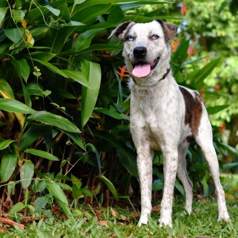 Maverick, an adoptable Mixed Breed in Kailua Kona, HI, 96740 | Photo Image 2