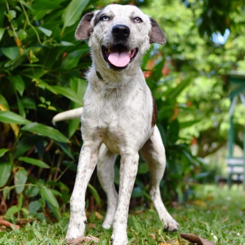 Maverick, an adoptable Mixed Breed in Kailua Kona, HI, 96740 | Photo Image 3