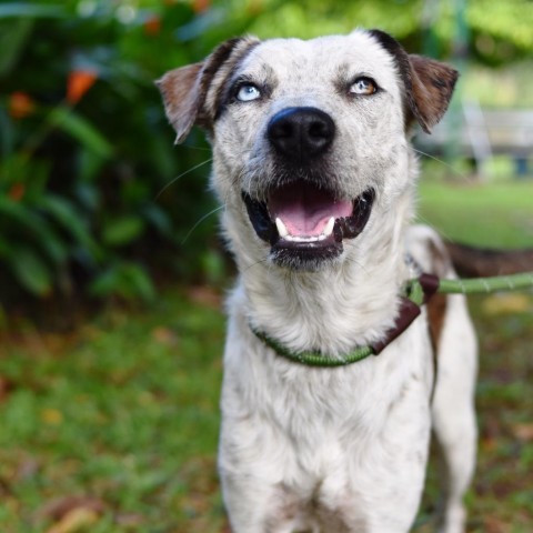 Maverick, an adoptable Mixed Breed in Kailua Kona, HI, 96740 | Photo Image 4