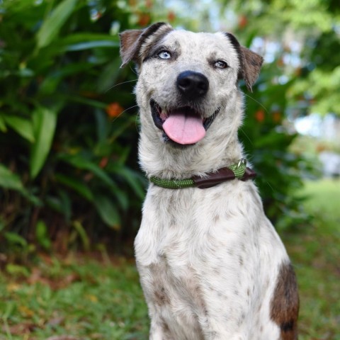 Maverick, an adoptable Mixed Breed in Kailua Kona, HI, 96740 | Photo Image 5