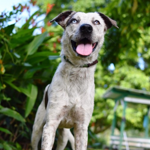 Maverick, an adoptable Mixed Breed in Kailua Kona, HI, 96740 | Photo Image 6