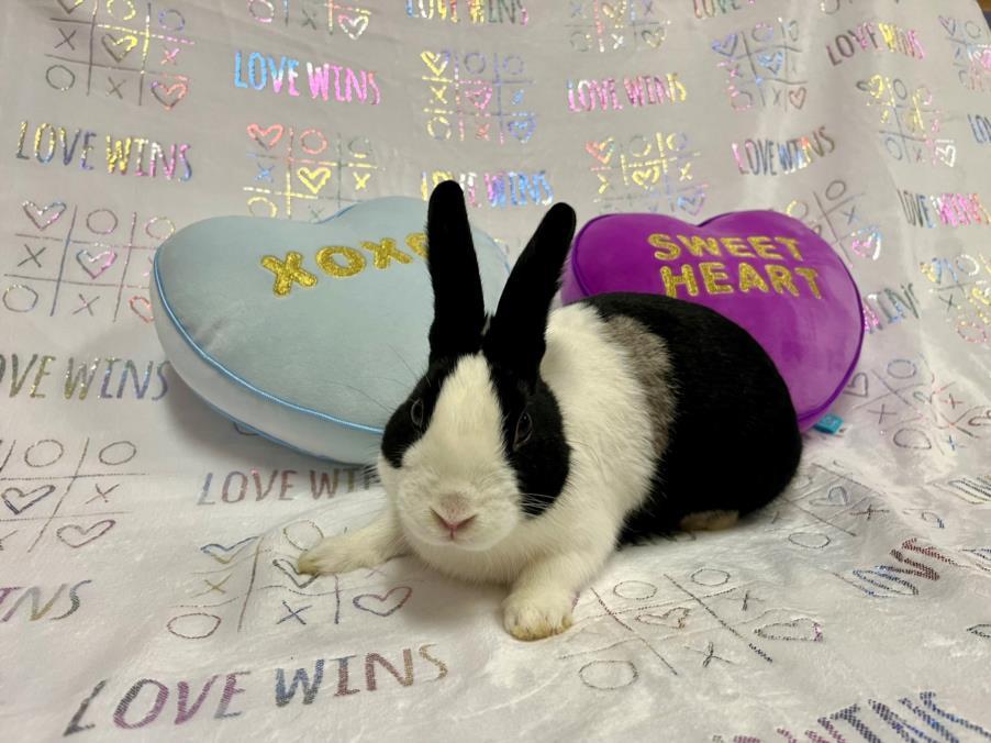 Rabbit for adoption DICE a Bunny Rabbit in Santa Cruz CA