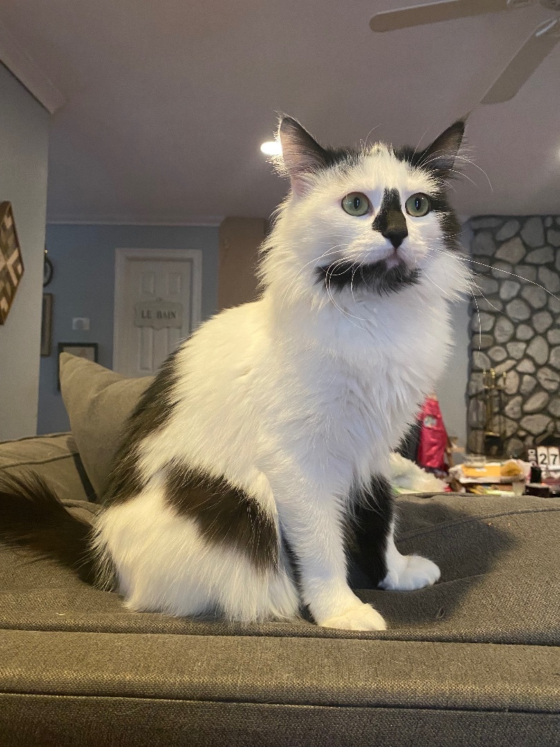 Patches, an adoptable Ragdoll in Sherman Oaks, CA, 91411 | Photo Image 2