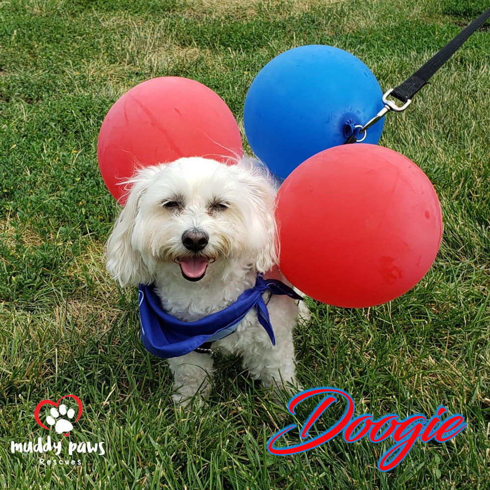 Dog for adoption Doogie a Poodle Coton de Tulear Mix in