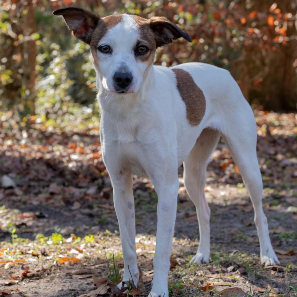 Sidney, an adoptable Jack Russell Terrier, Mixed Breed in QUINCY, FL, 32351 | Photo Image 1