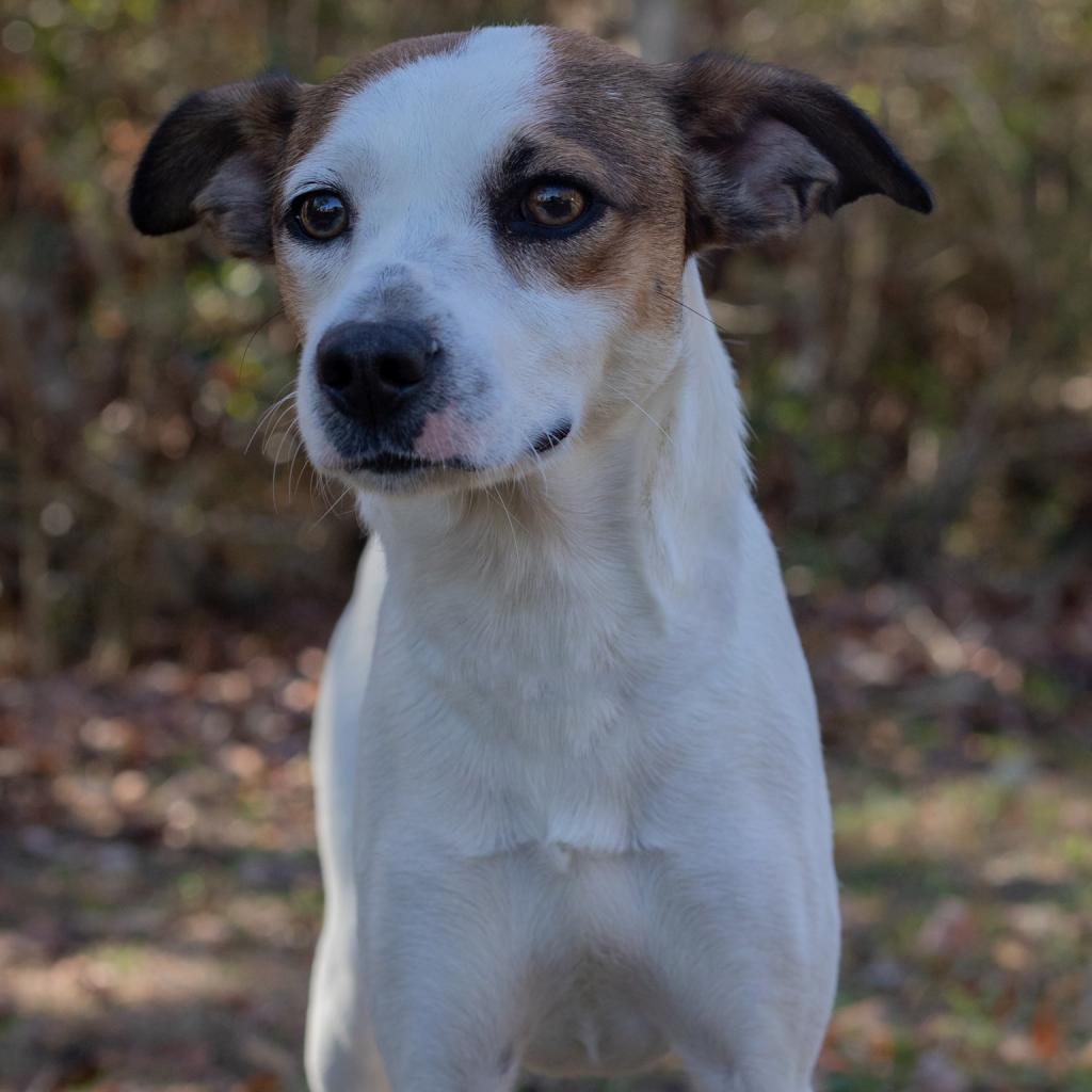 Sidney, an adoptable Jack Russell Terrier, Mixed Breed in QUINCY, FL, 32351 | Photo Image 2