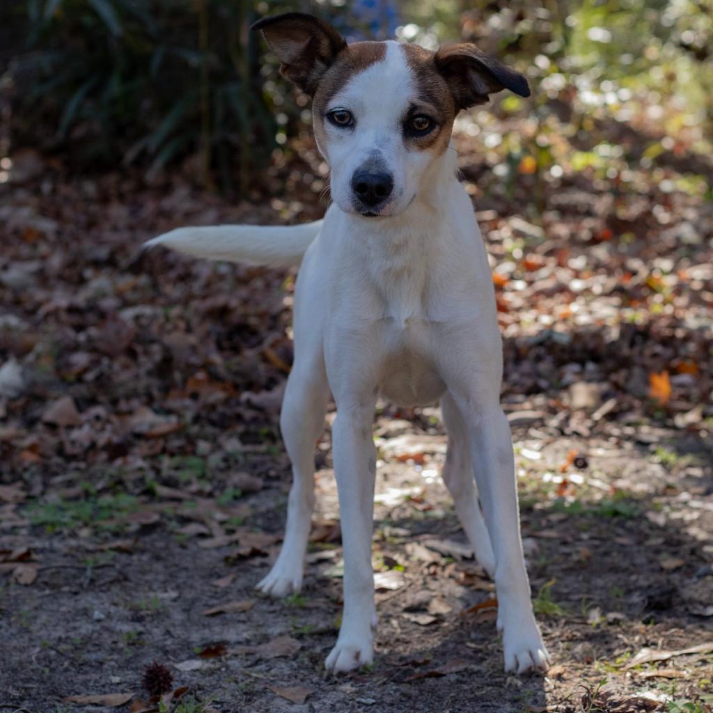 Sidney, an adoptable Jack Russell Terrier, Mixed Breed in QUINCY, FL, 32351 | Photo Image 3