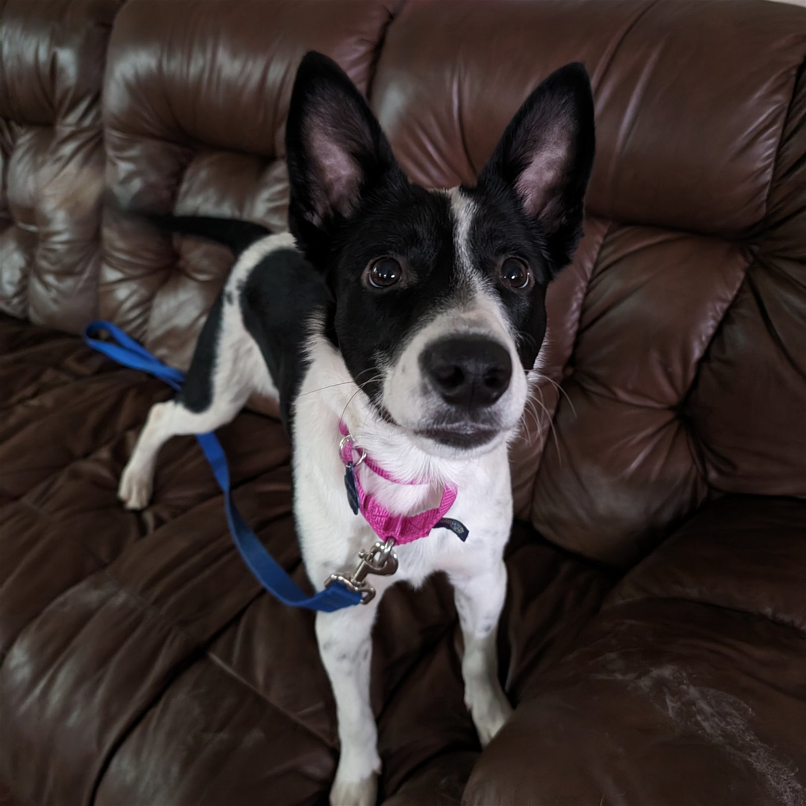 Hopscotch, an adoptable Border Collie in Fargo, ND, 58103 | Photo Image 1