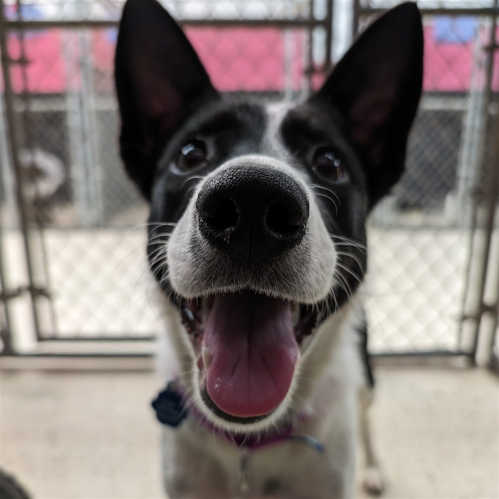 Hopscotch, an adoptable Border Collie in Fargo, ND, 58103 | Photo Image 3