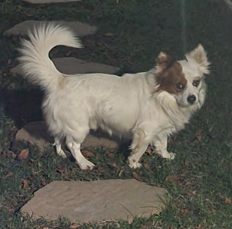 Isaac, an adoptable Corgi, Pomeranian in San Antonio, TX, 78251 | Photo Image 2