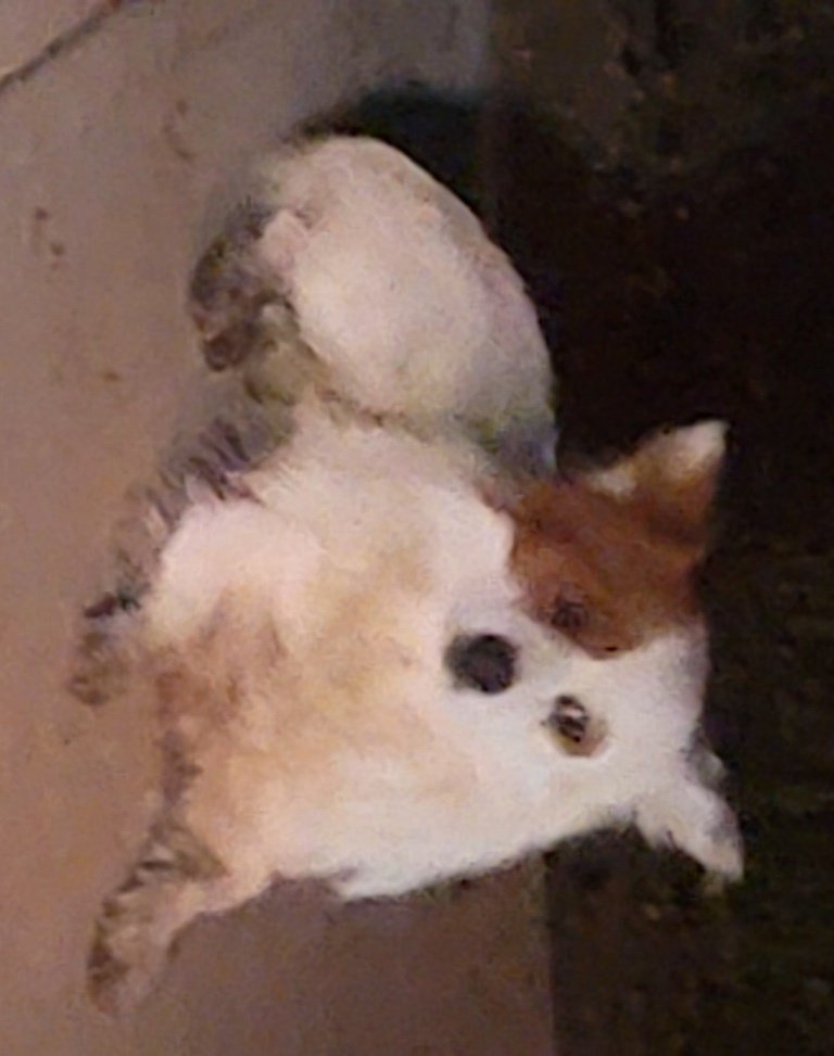 Isaac, an adoptable Corgi, Pomeranian in San Antonio, TX, 78251 | Photo Image 3