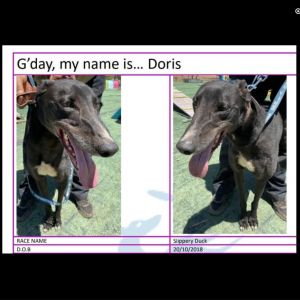 Craigslist greyhound sales