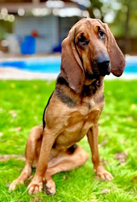 Blue 2024 bloodhound dog