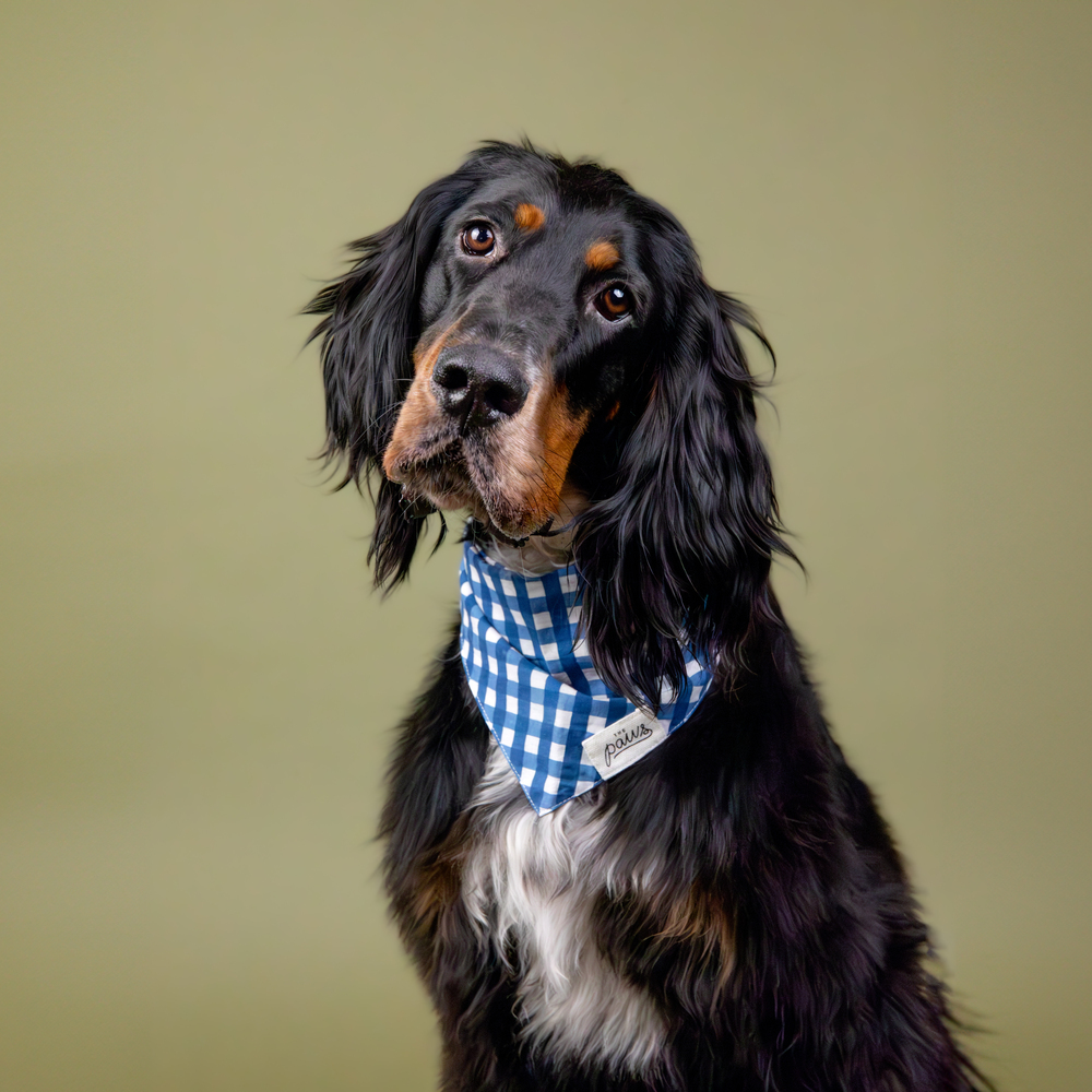 Gordon setter hot sale adoption