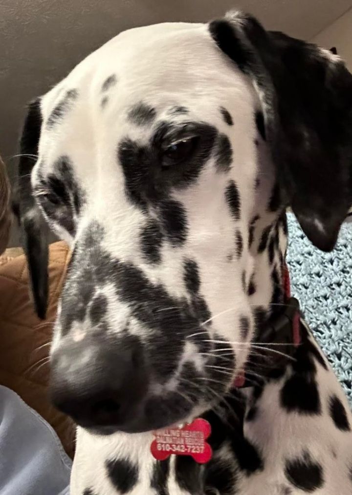 Deaf sales dalmatian rescue