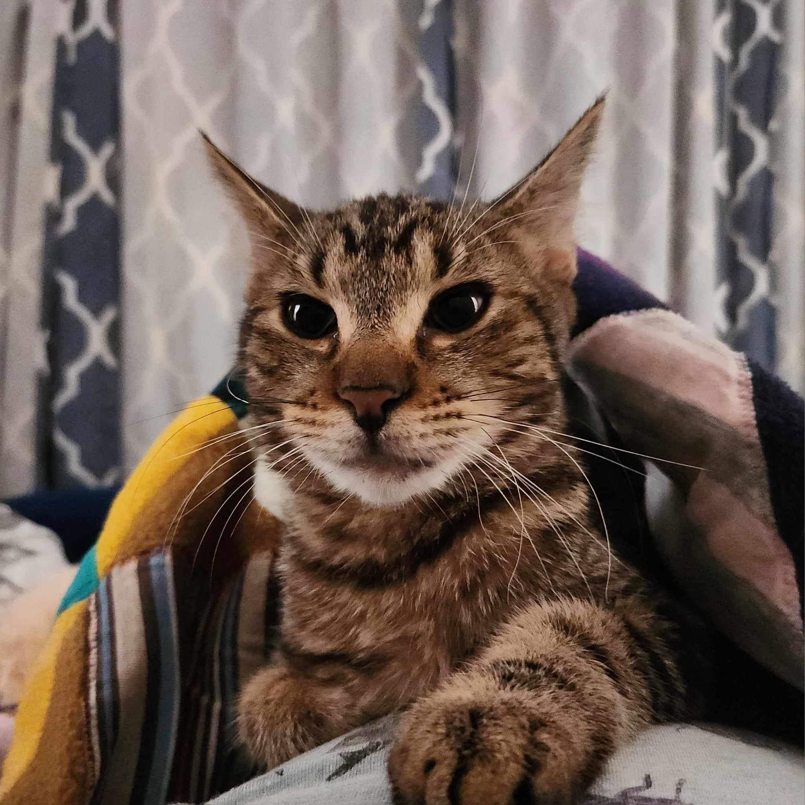 Simon