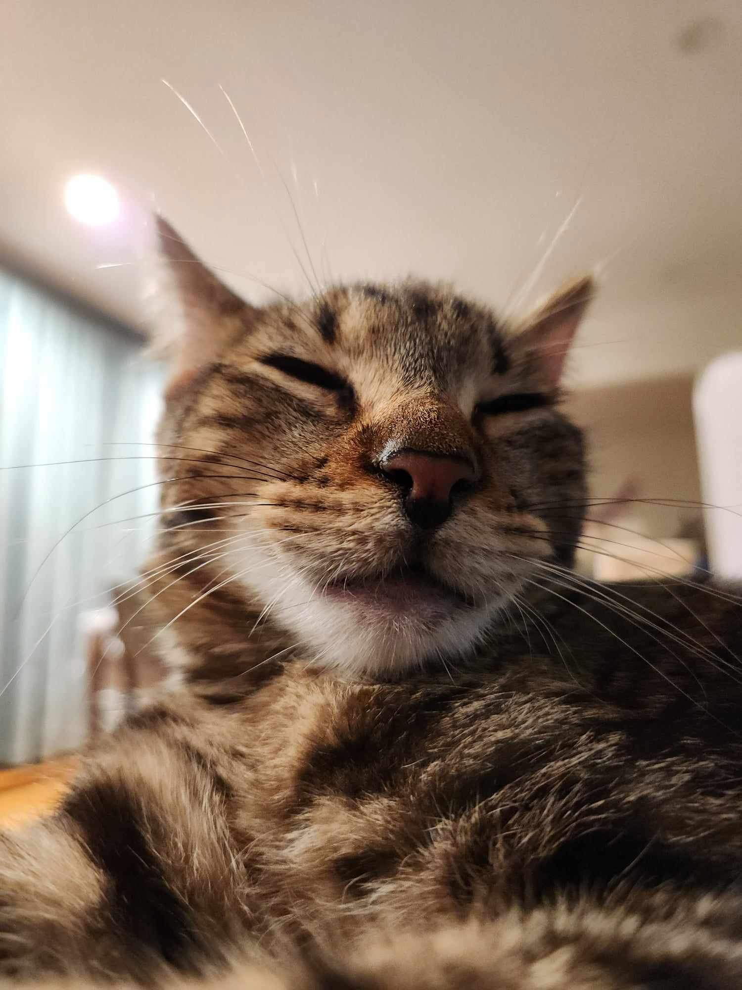 Simon