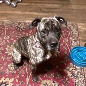 Dc sales foster dog