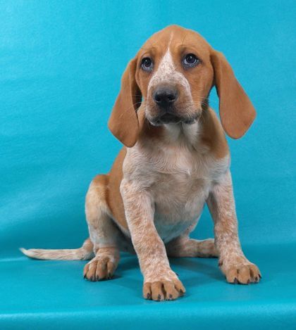 Coonhound mix puppies for hot sale sale