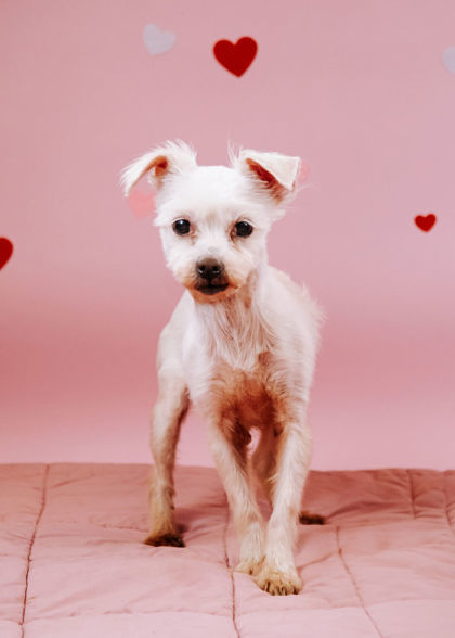 Barbie, an adoptable Maltese, Mixed Breed in Northbrook, IL, 60062 | Photo Image 1