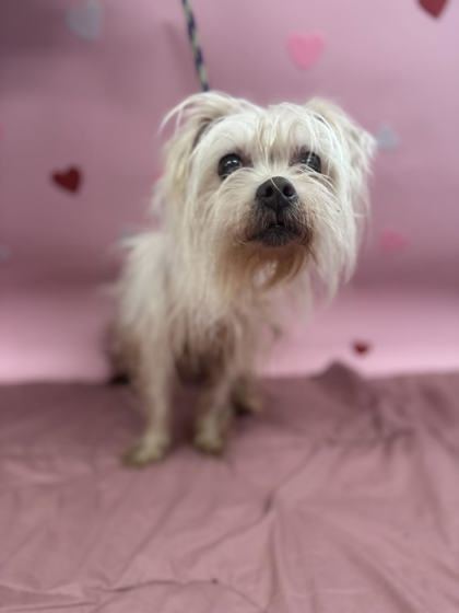 Barbie, an adoptable Maltese, Mixed Breed in Northbrook, IL, 60062 | Photo Image 2