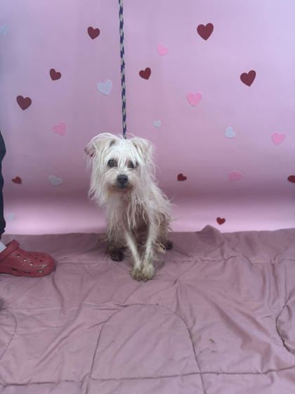 Barbie, an adoptable Maltese, Mixed Breed in Northbrook, IL, 60062 | Photo Image 3