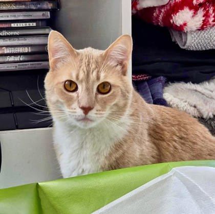 Clancey, an adoptable Domestic Short Hair in Savannah, GA, 31410 | Photo Image 1