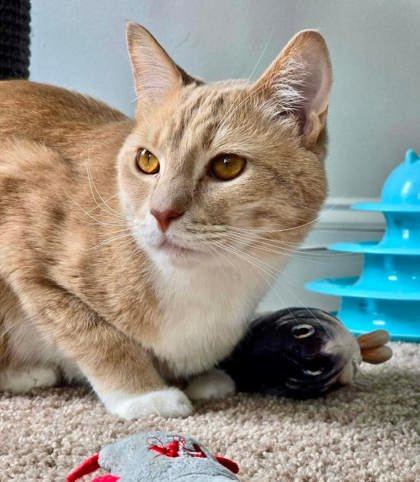 Clancey, an adoptable Domestic Short Hair in Savannah, GA, 31410 | Photo Image 2