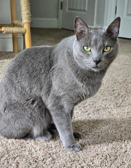 Feeny, an adoptable Domestic Short Hair in Savannah, GA, 31410 | Photo Image 1