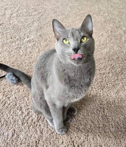 Feeny, an adoptable Domestic Short Hair in Savannah, GA, 31410 | Photo Image 2