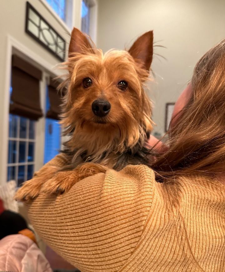 australian shepherd yorkie mix