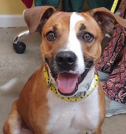 Paisley, an adoptable Labrador Retriever, Mixed Breed in La Harpe, KS, 66751 | Photo Image 1