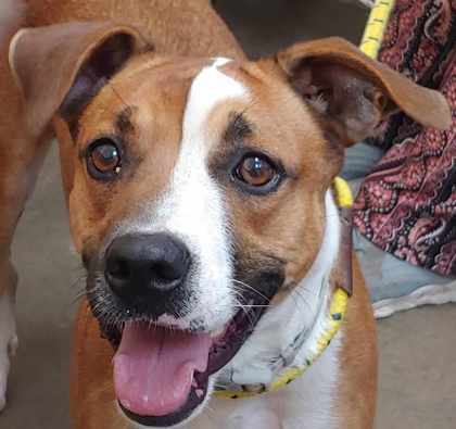 Paisley, an adoptable Labrador Retriever, Mixed Breed in La Harpe, KS, 66751 | Photo Image 2