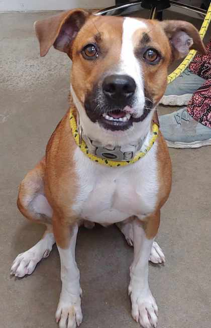 Paisley, an adoptable Labrador Retriever, Mixed Breed in La Harpe, KS, 66751 | Photo Image 3