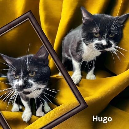 Hugo, an adoptable Domestic Short Hair in Cumberland, MD_image-1