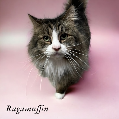 Ragamuffin 1