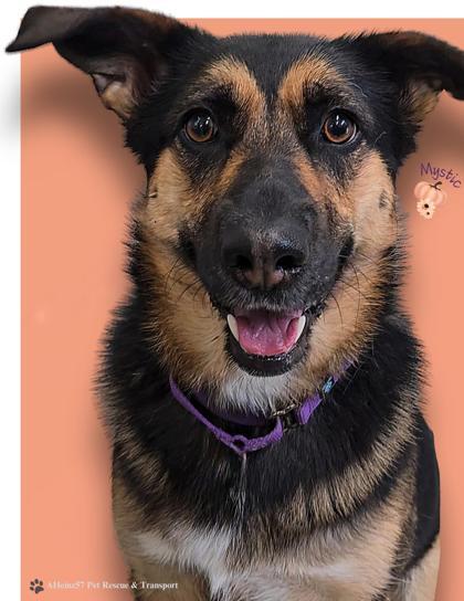 Mystic, an adoptable German Shepherd Dog, Mixed Breed in De Soto, IA, 50069 | Photo Image 1