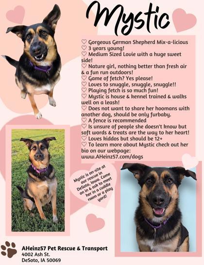 Mystic, an adoptable German Shepherd Dog, Mixed Breed in De Soto, IA, 50069 | Photo Image 2